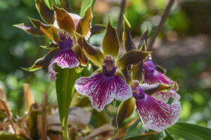 Eléguante orchidée ou le bal des fleurs